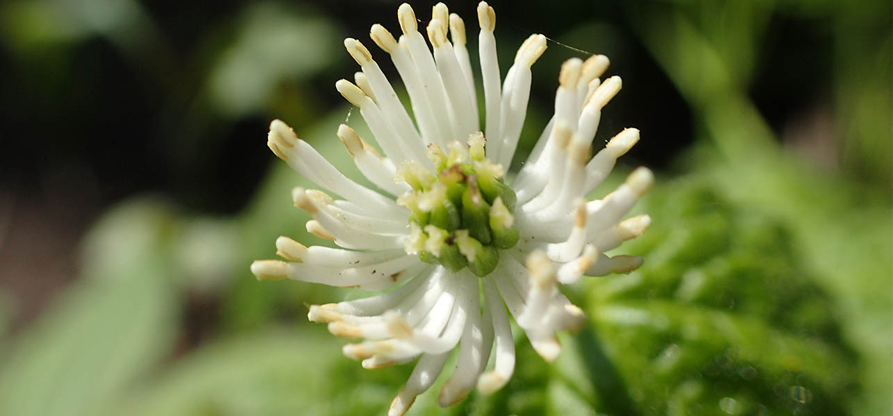 goldenseal flower